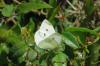Pieris rapae